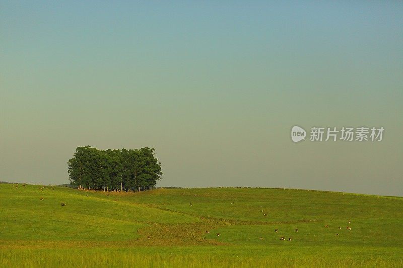群树和绿色的Pampa Gaúcho田野日落